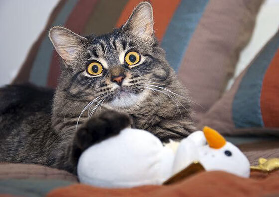 中国三人篮球男队注重防守反击战术，男子三人篮球中国队